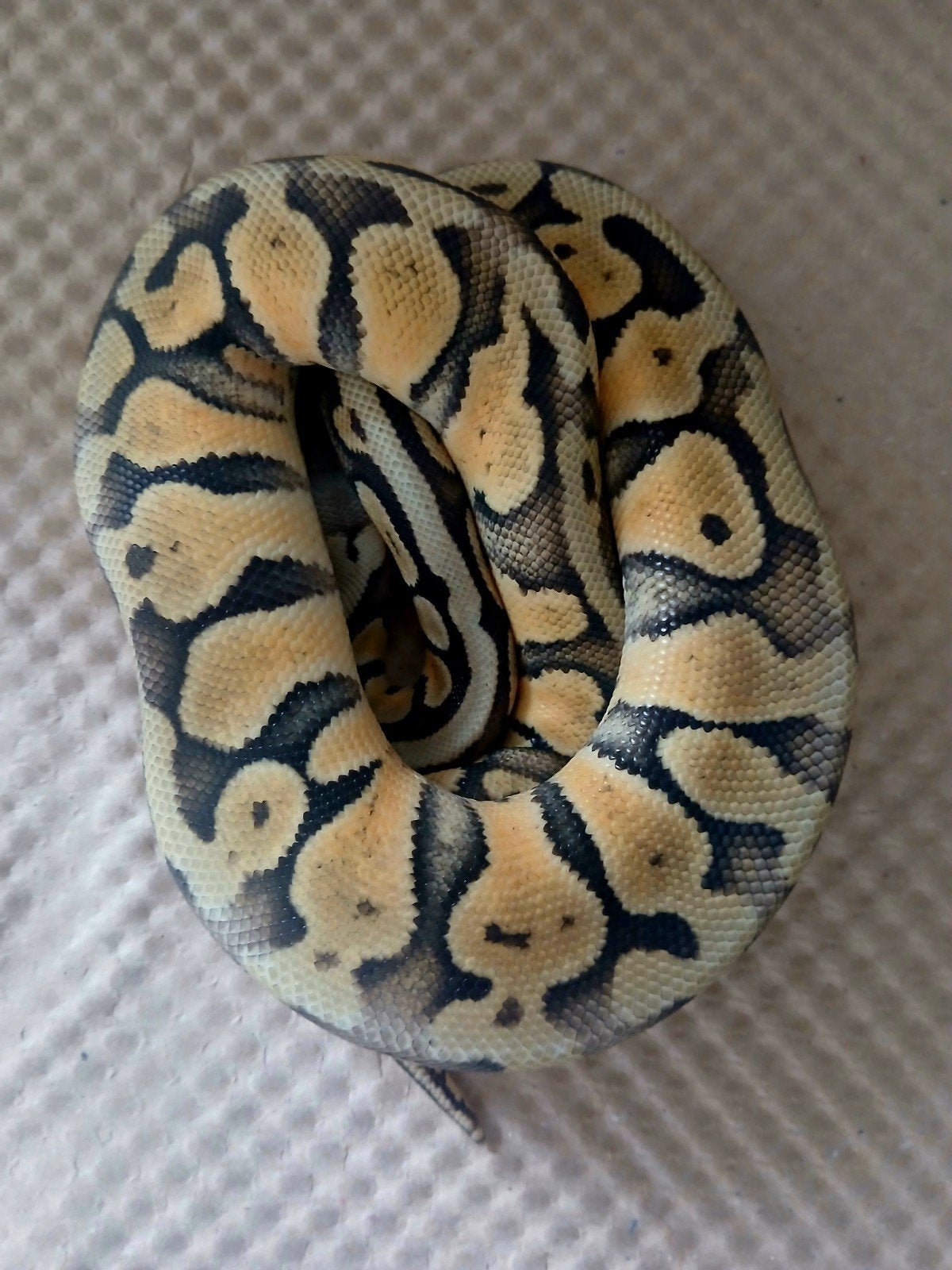 0.1 Python regius superpastel 66% TH hypo/DG/VPI axanthic, Animaux & Accessoires, Serpent, 0 à 2 ans
