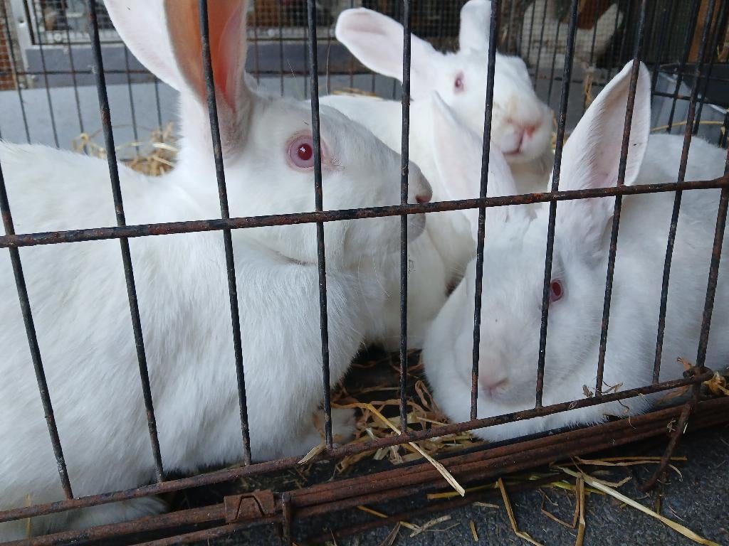 Kweek klare moeren wit van dendermonde, Dieren en Toebehoren