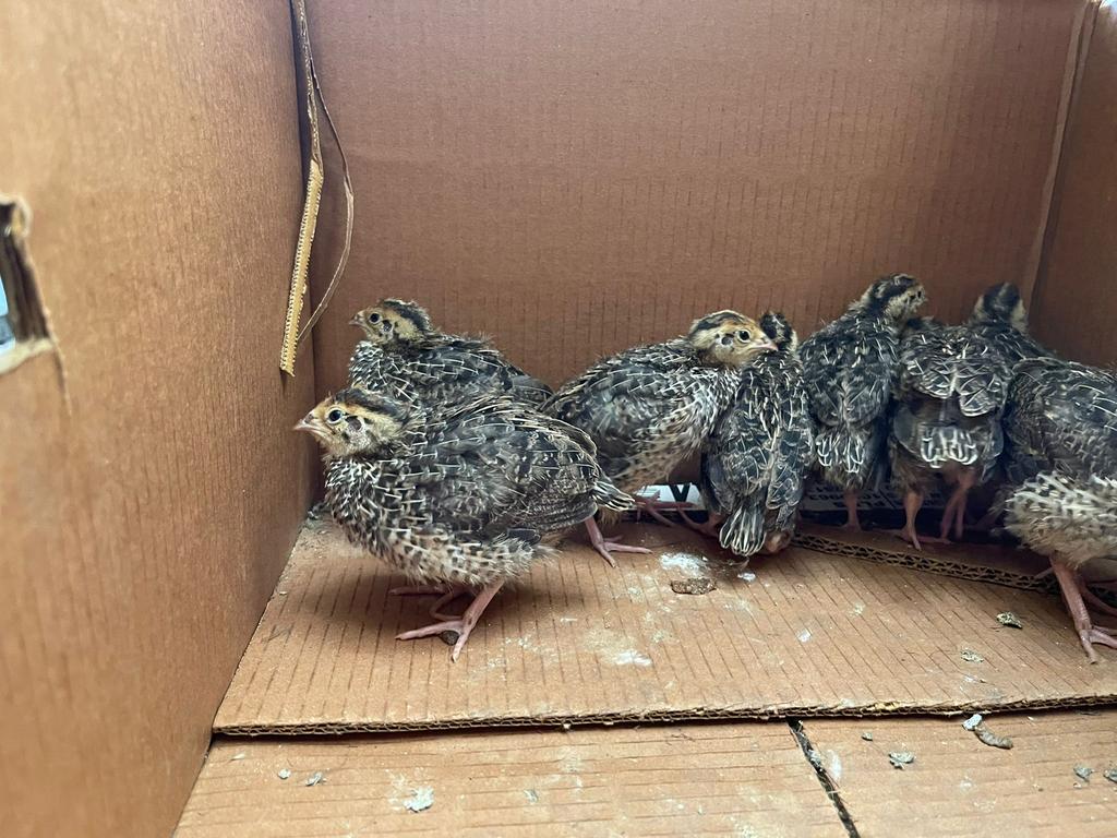 7 Prachtige Japanse Kwartel kuikens, Dieren en Toebehoren, Pluimvee