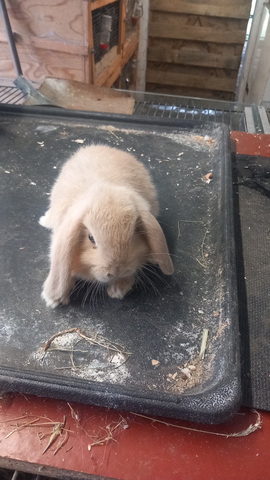 minilop hangoortje te koop voedster 7weken, Animaux & Accessoires, Lapins