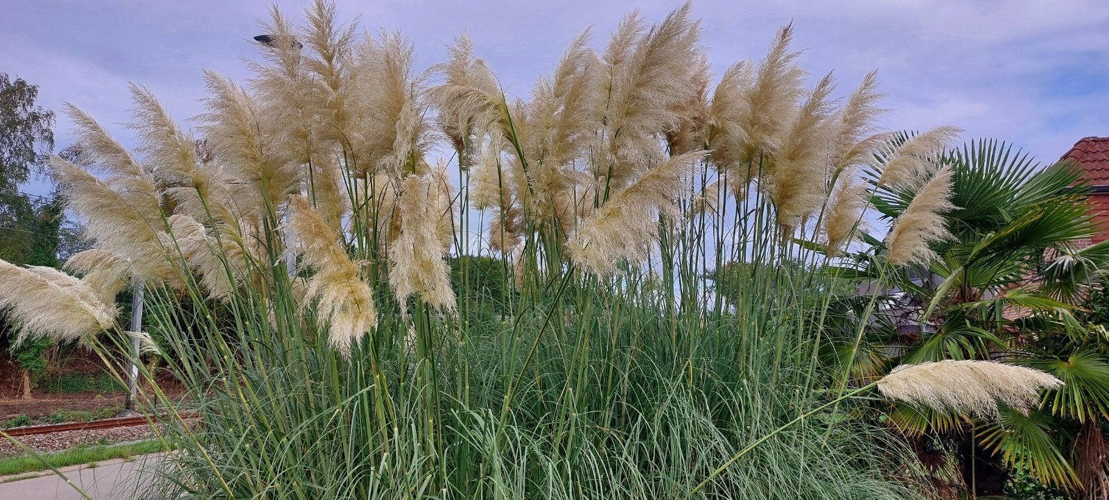 pampas pluimen, Ophalen of Verzenden