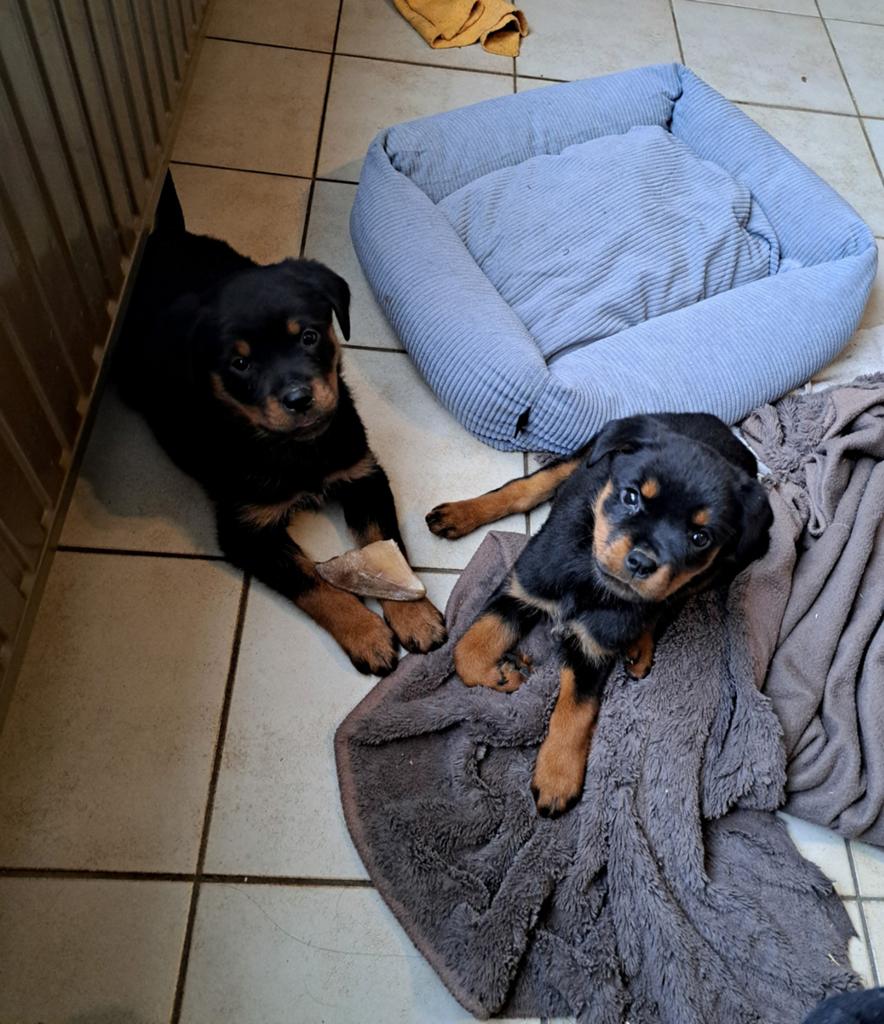 Lieve rottweiler pups op boerderij ouders getest, Plusieurs, Belgique, Plusieurs animaux, 8 à 15 semaines