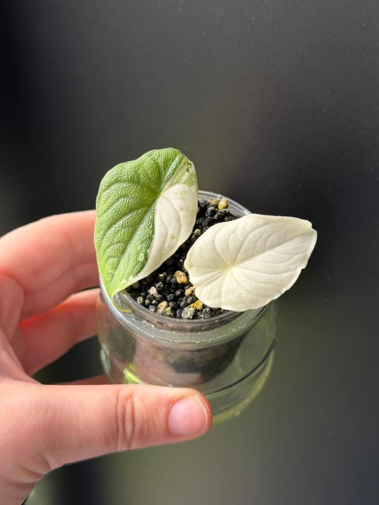 Alocasia Melo albo variegata, Enlèvement ou Envoi