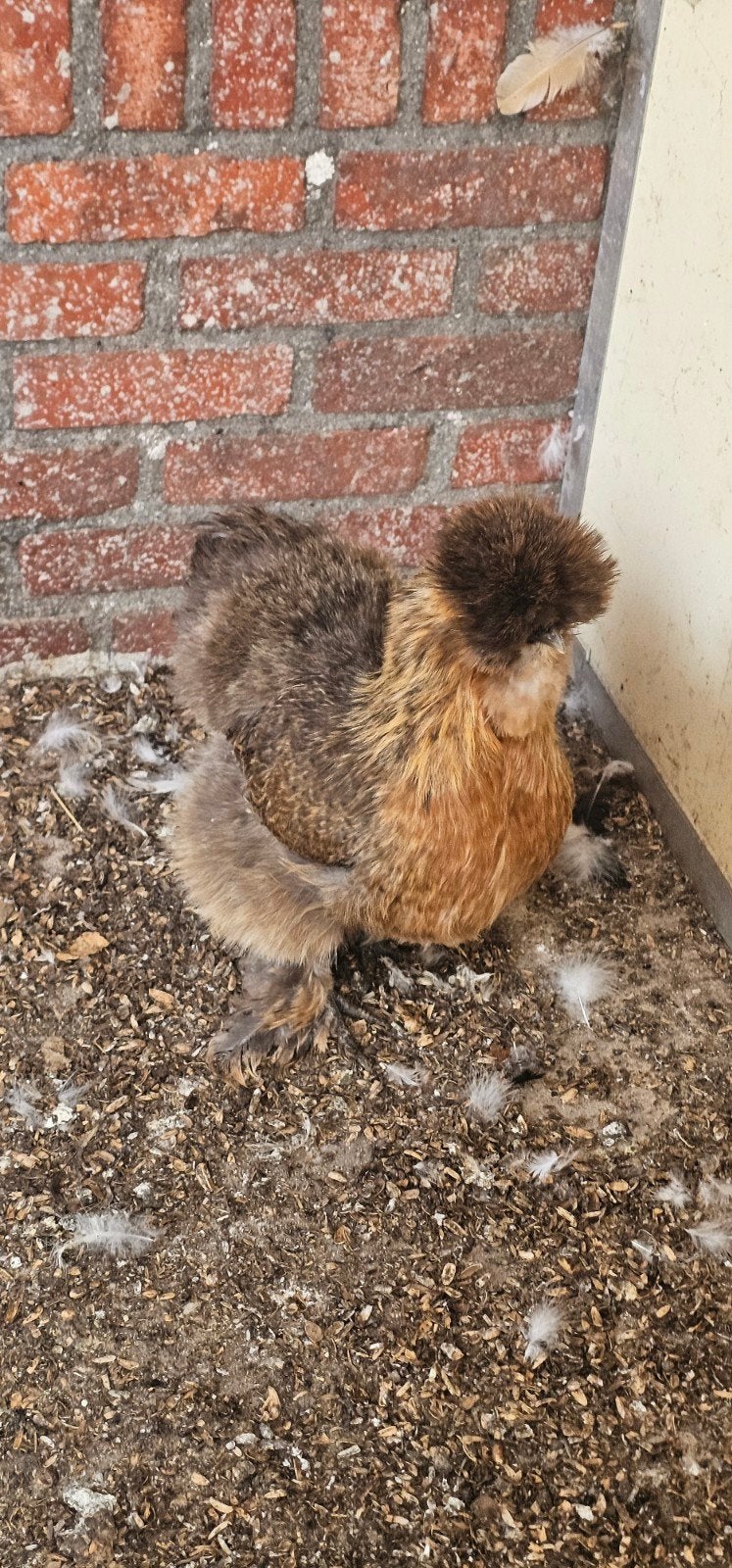 Zeidehoen hennen en hanen, Dieren en Toebehoren, Pluimvee