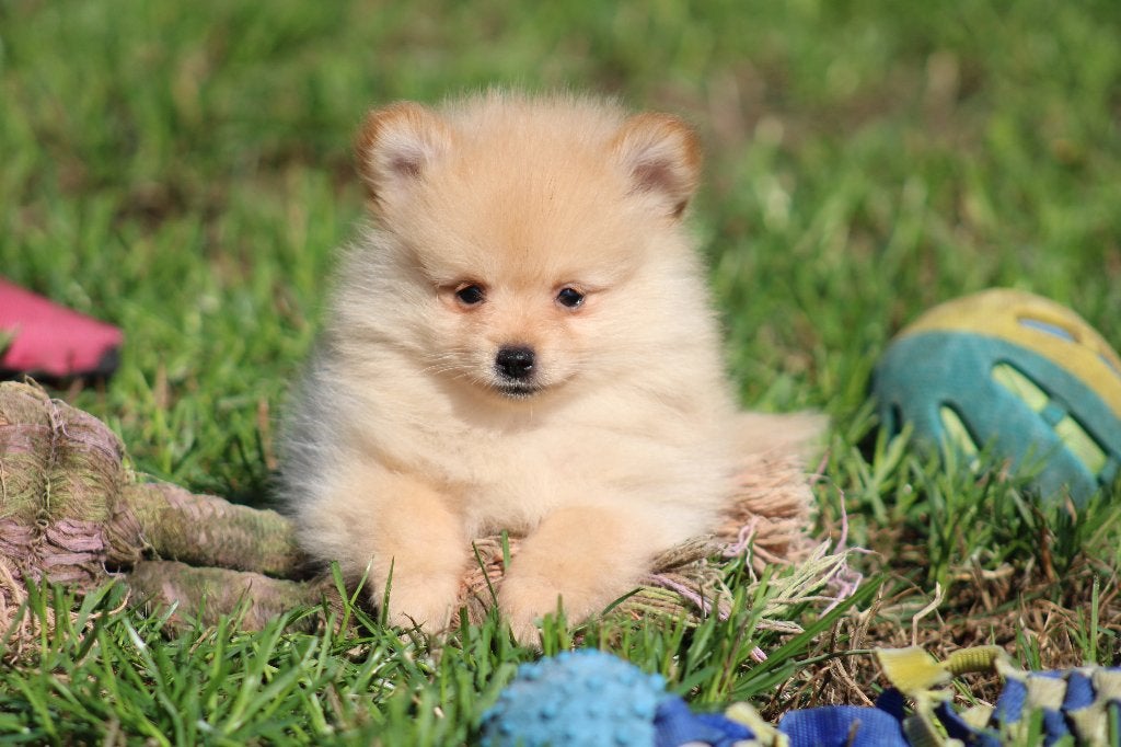 Chiot pygmée, Animaux & Accessoires, Loulou, Chien (mâle), Maladie de Carré (chiens), Belgique