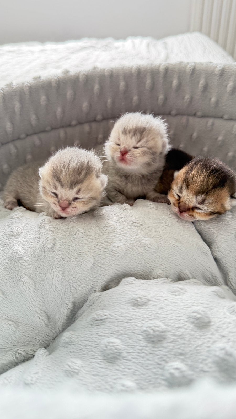 Prachtige Brits korthaar kittens, Meerdere dieren, Gechipt, 0 tot 2 jaar