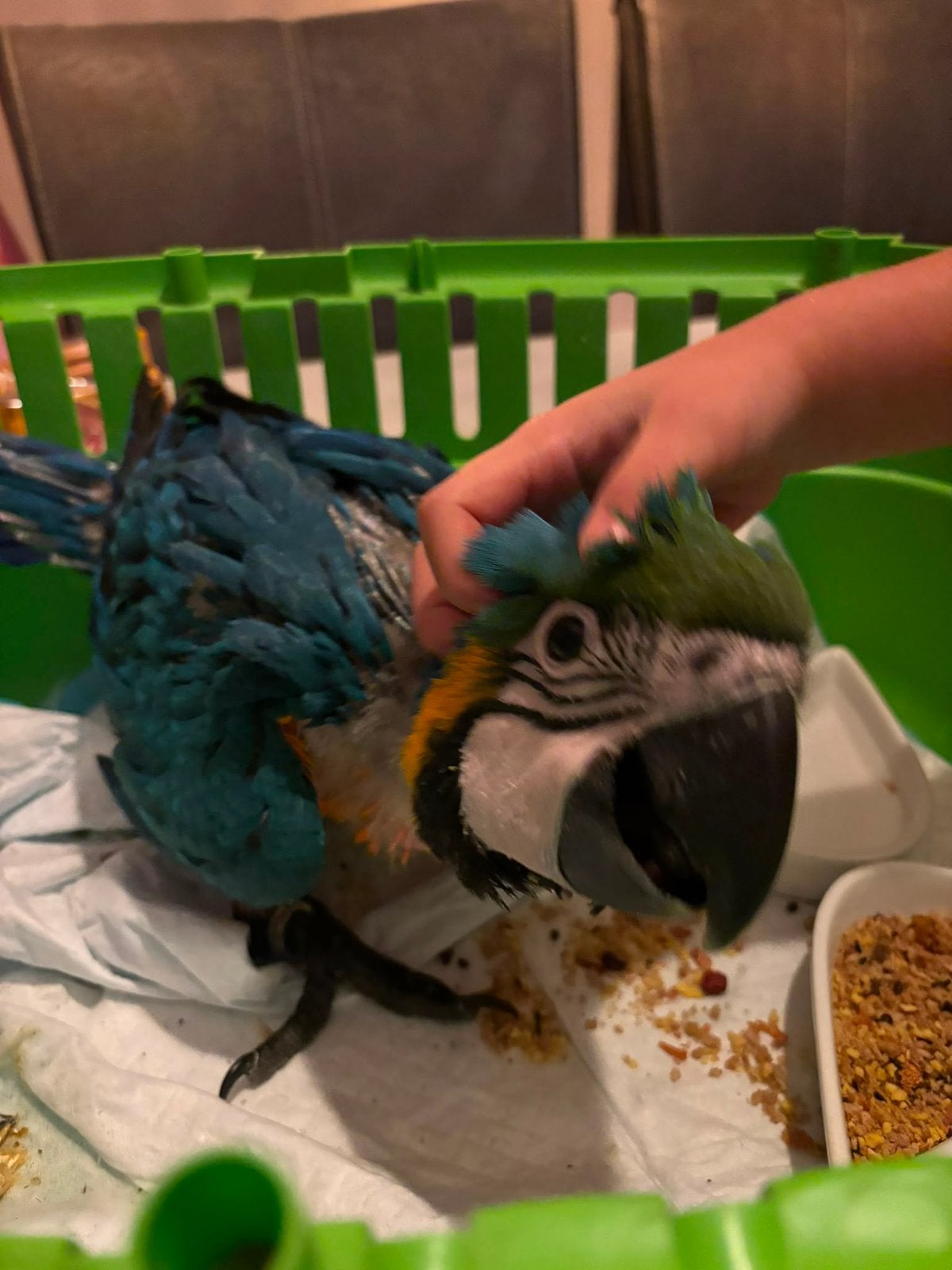 blauw gele ara man, Mannelijk, Papegaai, Tam