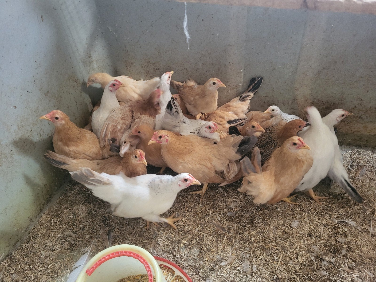 poulets chabo, Femelle, Poule ou poulet