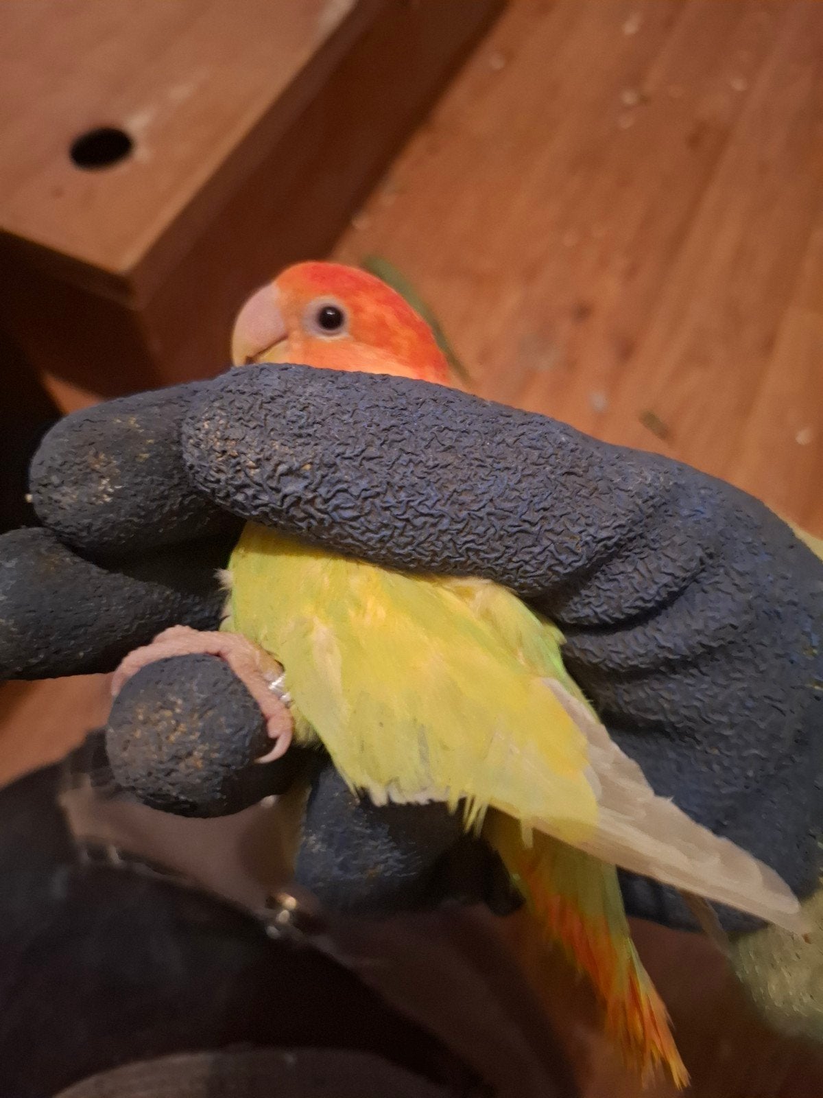 roseicollie, Dieren en Toebehoren