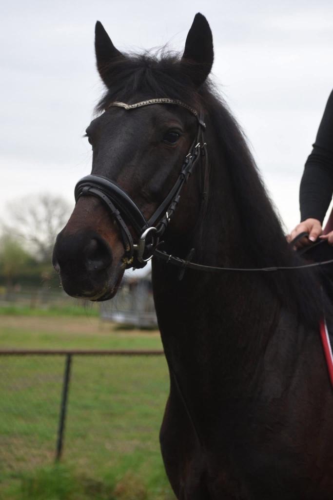 Lieve, prachtige, 11 jarige, zwartbruine ,betuigd en bereden, Dieren en Toebehoren, Paarden, Ruin, 160 tot 165 cm, 11 jaar of ouder