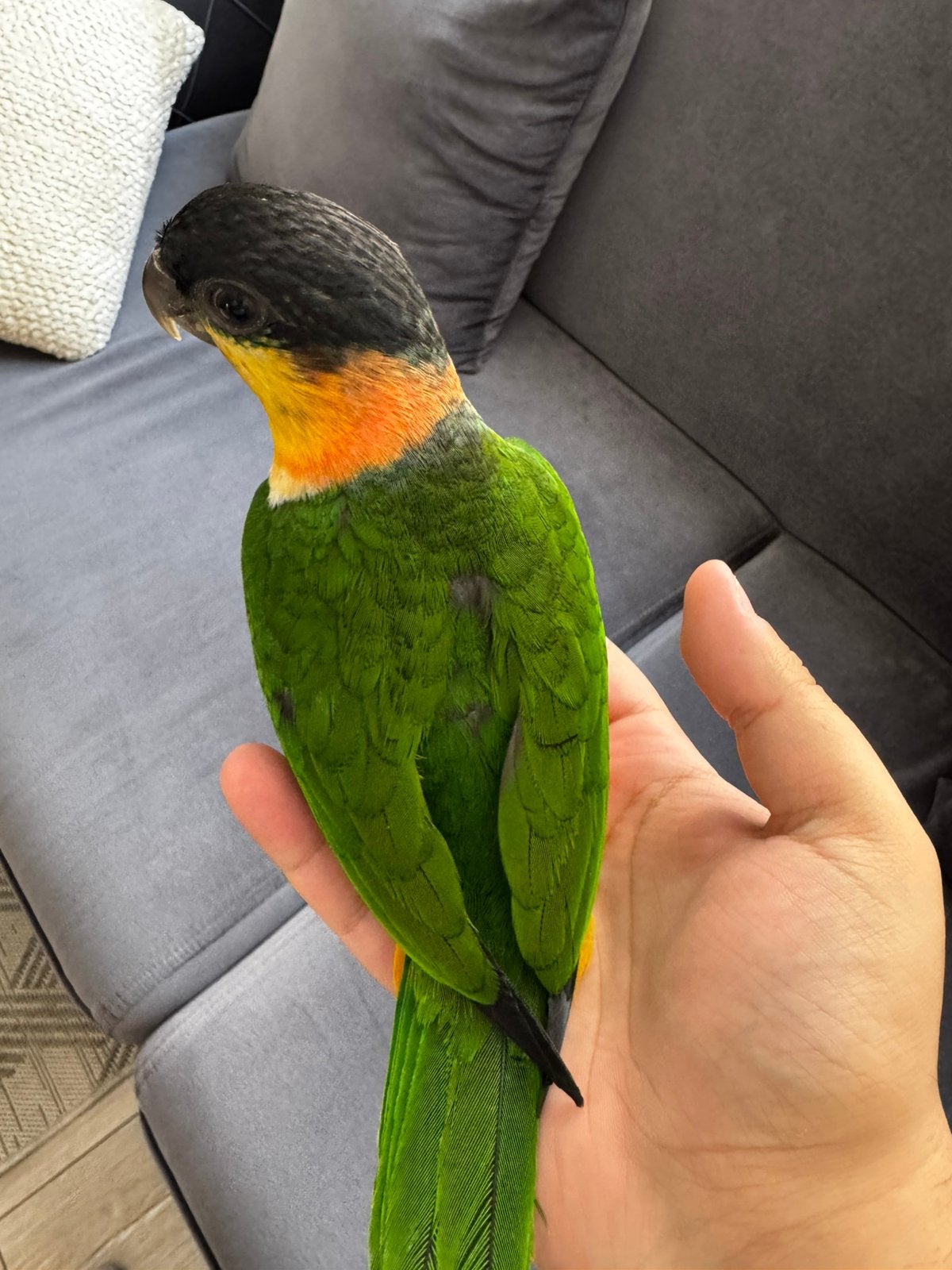 Handtamme Zwartkop caique pop 2026 met DNA, Dieren en Toebehoren, Vrouwelijk, Papegaai, Pratend
