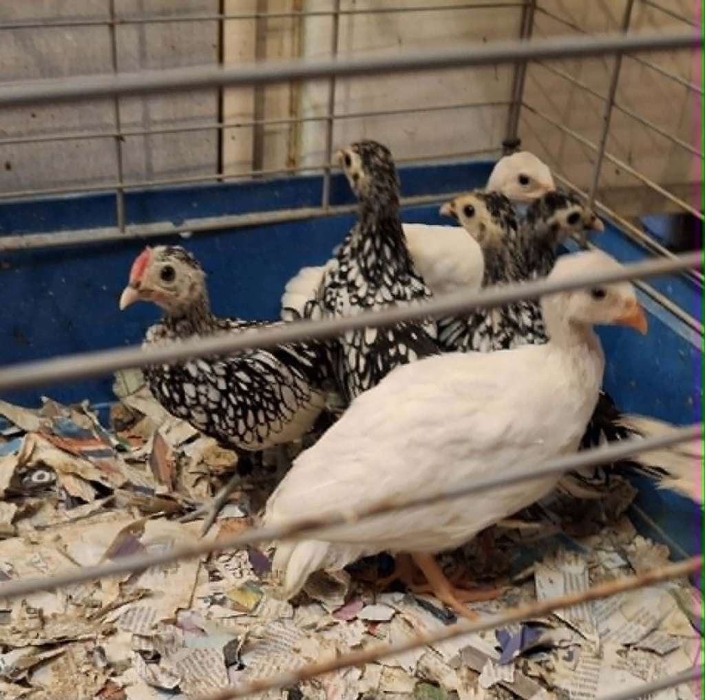 mooi koppel Sebright kippen, Dieren en Toebehoren, Vogels | Overige Vogels