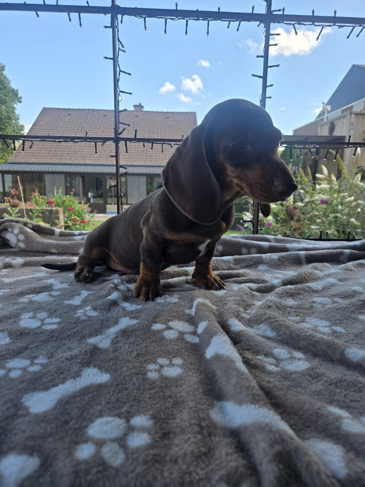 Teckel pups, Animaux & Accessoires, Chiens | Teckels & Bassets, 15 semaines à 1 an, Maladie de Carré (chiens), Particulier, Chien (mâle)