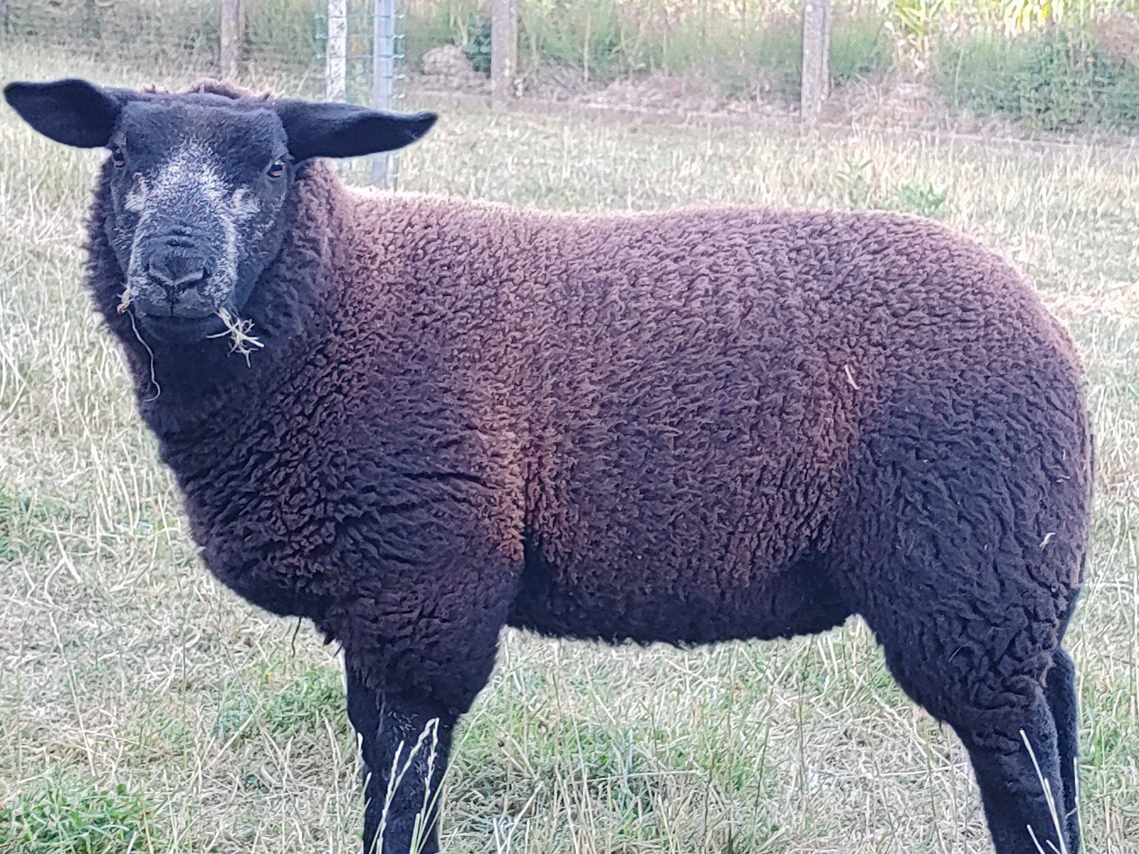 jonge ooi, Femelle, Mouton, 0 à 2 ans