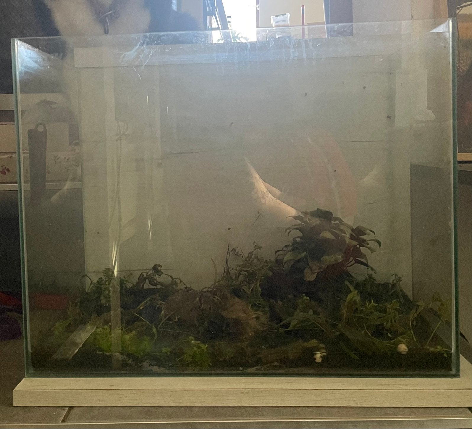Aquarium, Enlèvement