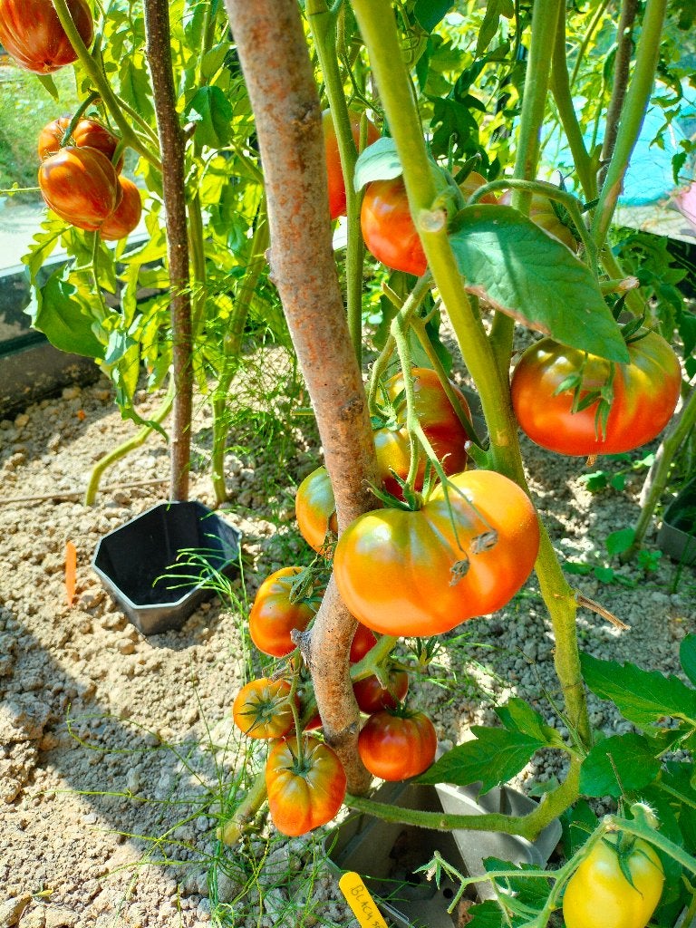 5 graines de tomate Black Seaman - culture biologique, Jardin & Terrasse, Bulbes & Semences, Envoi, Printemps, Graine