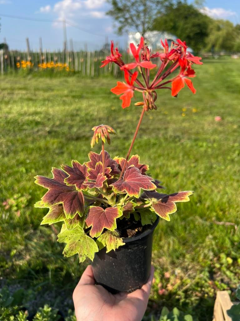 Pelargonium Vancouver Centennial, Tuin en Terras, Ophalen, Zomer, Vaste plant, Volle zon