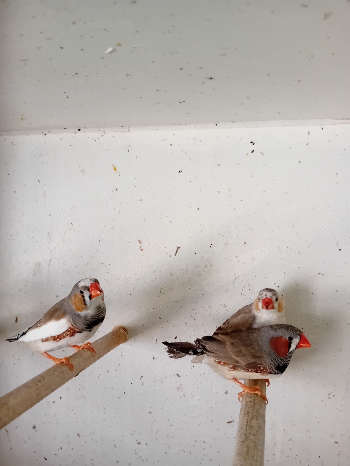 jonge zebravinkjes, Dieren en Toebehoren, Vogels | Overige Vogels, Mannelijk, Tropenvogel