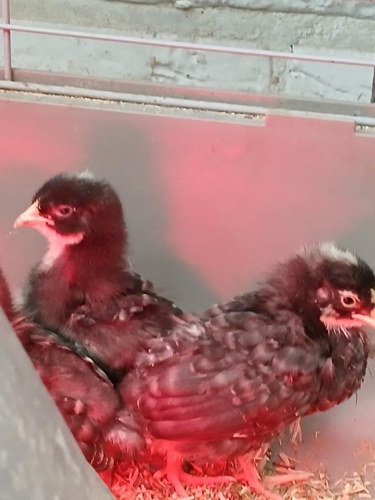 Jong triotje aarschotshoen kriel,  zilverhalzig, Dieren en Toebehoren, Pluimvee