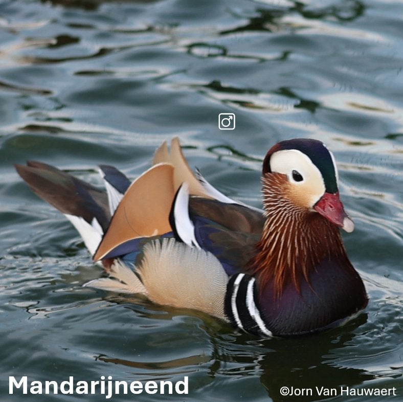 Carolina en Mandarijn mannen, Dieren en Toebehoren, Mannelijk, Eend