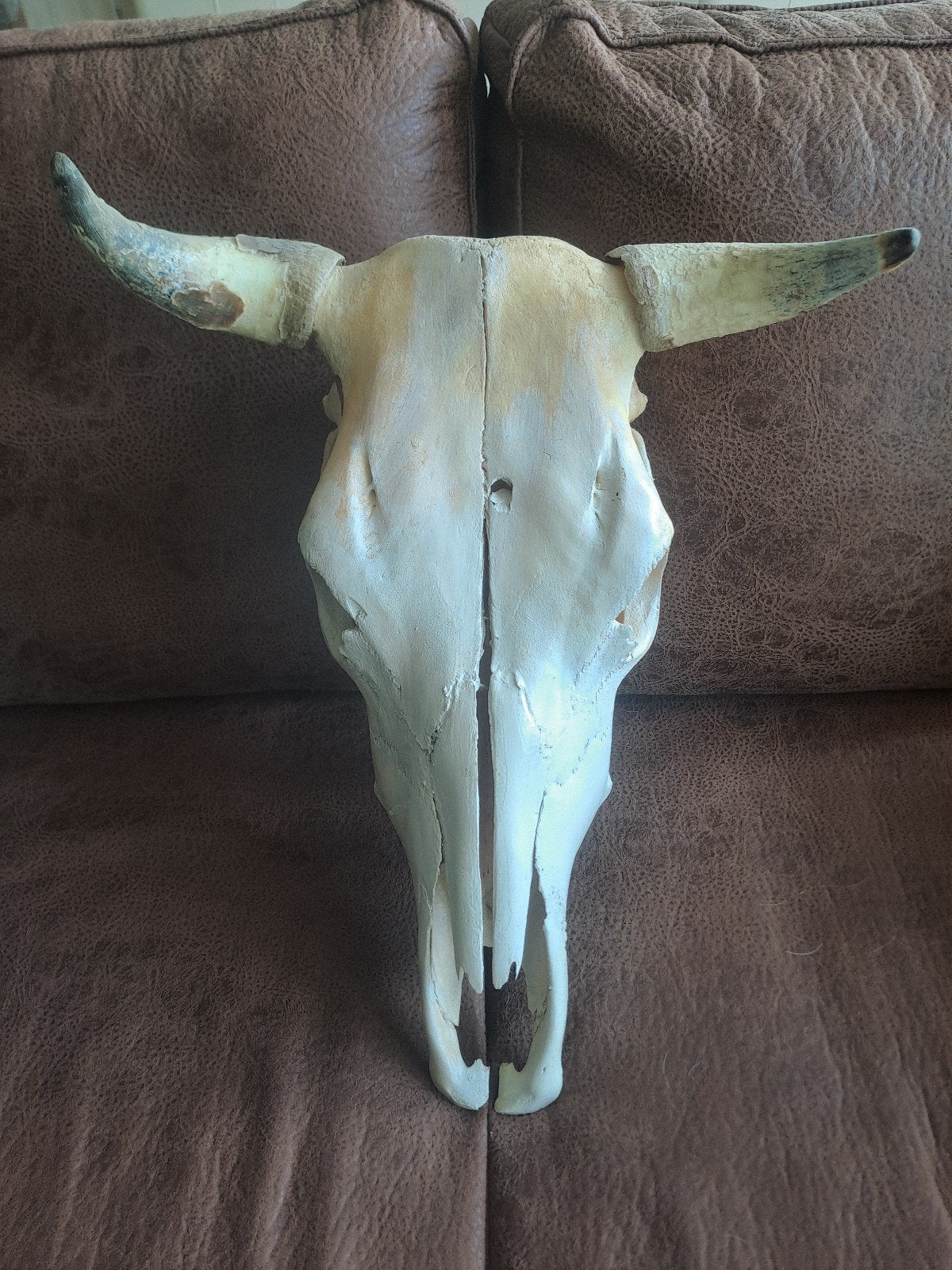 Taxidermie mooie echte schedel van een stier, Ophalen