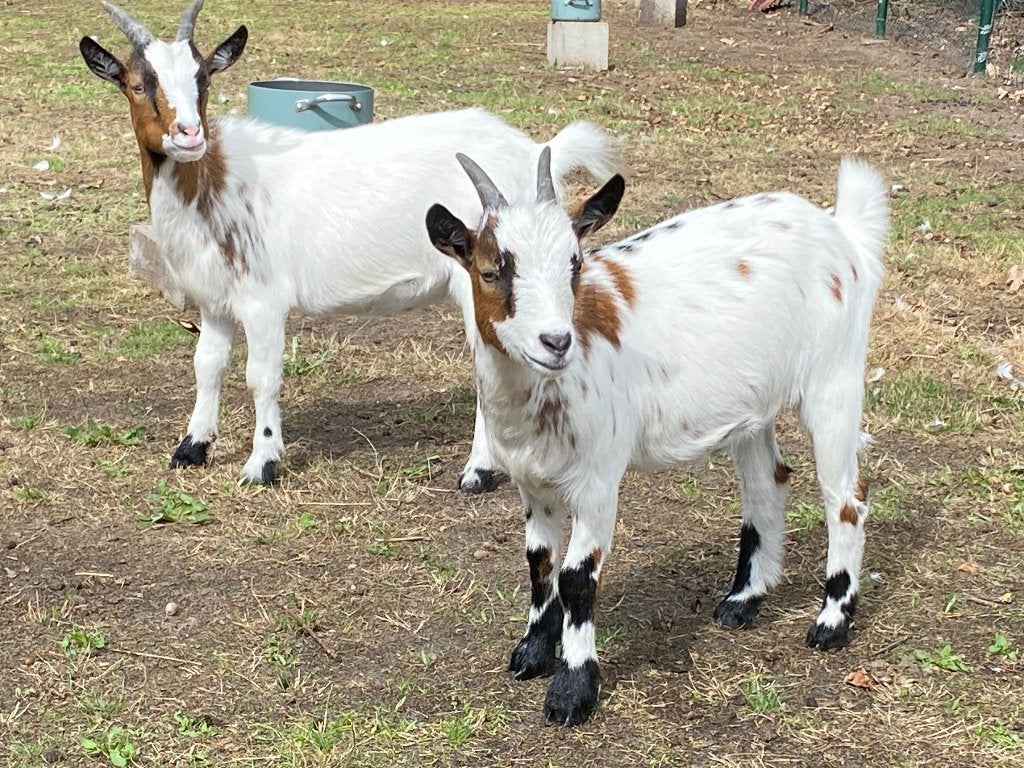 Dwerggeitjes te koop, Dieren en Toebehoren, Meerdere dieren, Geit, 0 tot 2 jaar
