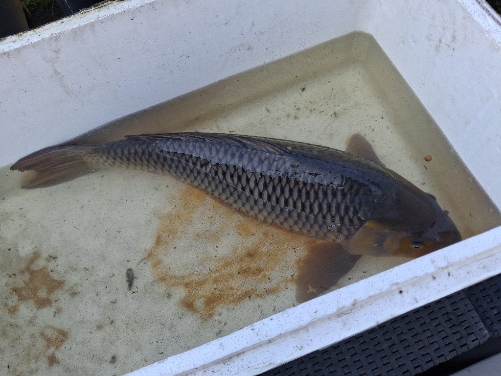 Grote Koi Vis, Dieren en Toebehoren, Karper of Koi