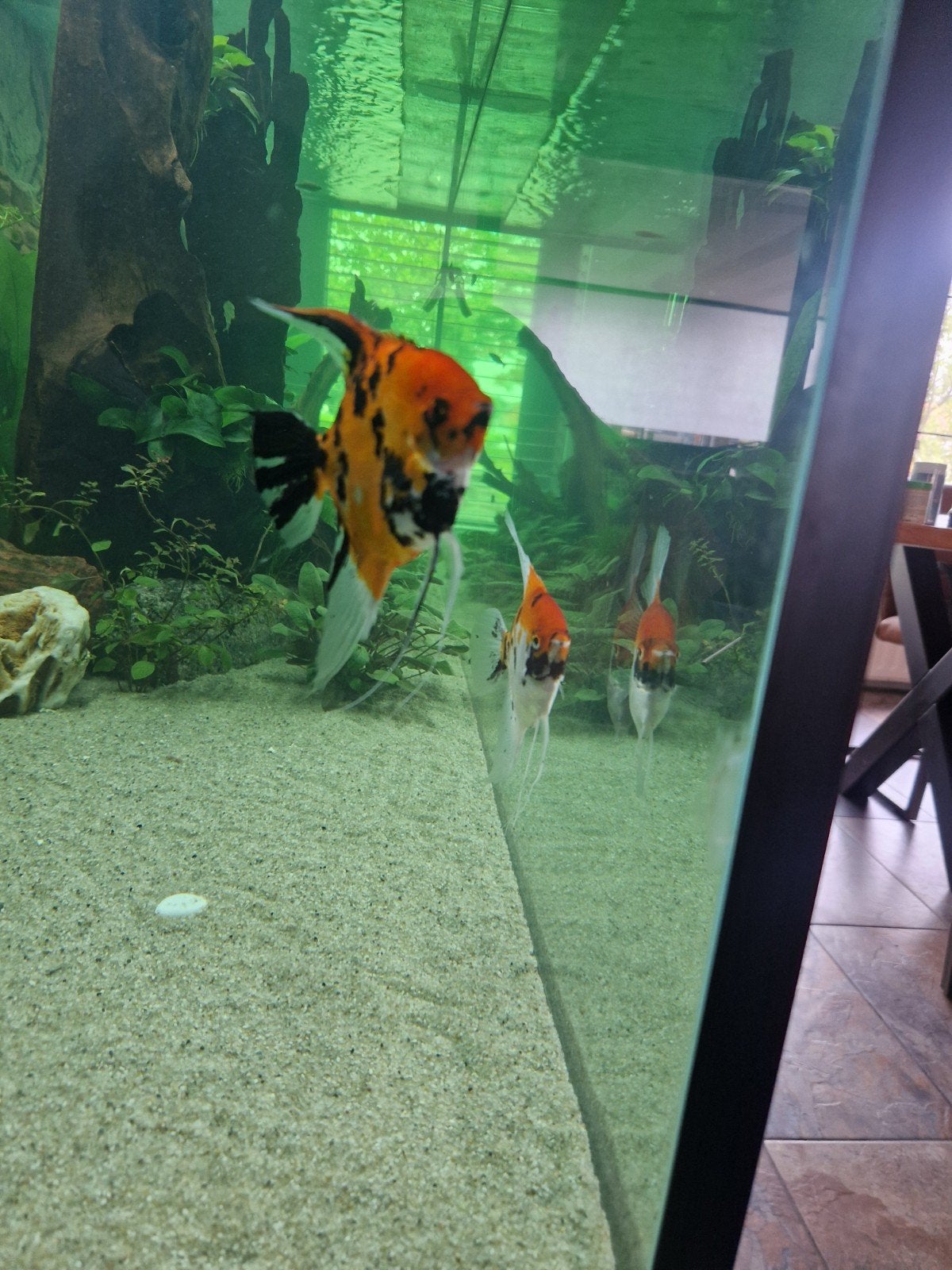 koi maanvissen koppel, Vis, Zoetwatervis