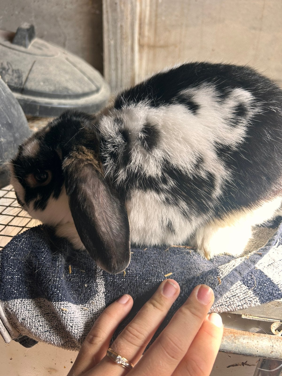 Dwerghangoor mannelijk, Mâle, Nain, Oreilles tombantes, 0 à 2 ans