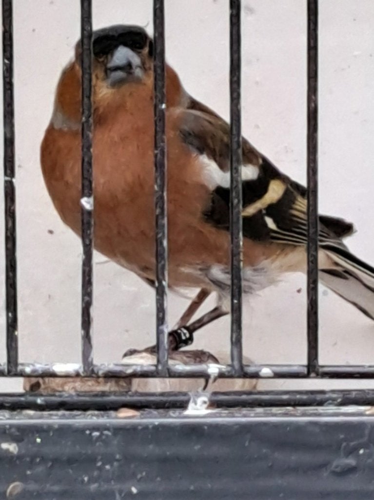 Europese vink, Animaux & Accessoires, Oiseaux | Oiseaux Autre, Mâle, Oiseau chanteur sauvage, Bagué