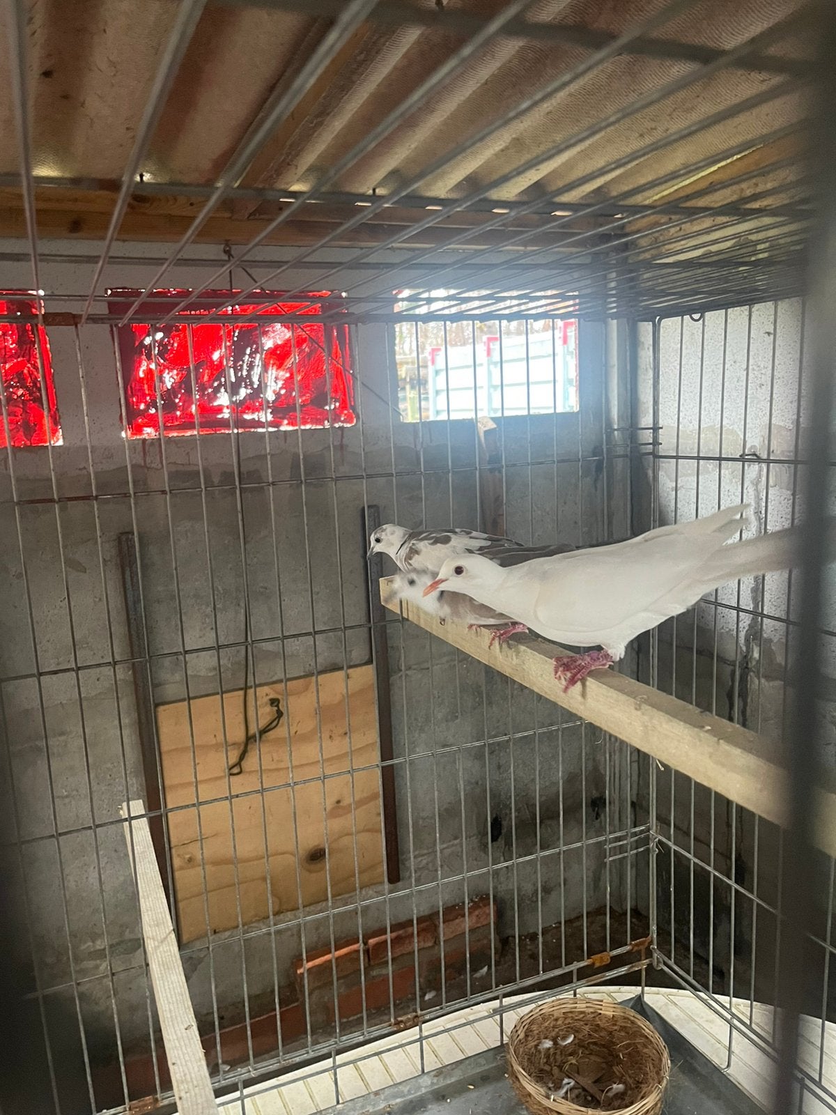 9 lach duiven tortel duiven, Dieren en Toebehoren