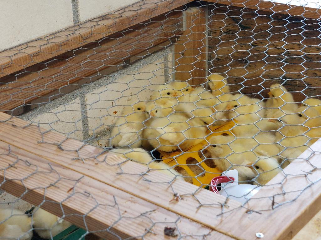 En weer zijn er kwalitatieve Poule de Bresse-kuikens, Animaux & Accessoires, Volatiles, Poule ou poulet, Sexe inconnu
