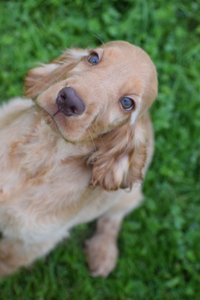Chiots cocker anglais, Animaux & Accessoires, Chiens | Retrievers, Épagneuls & Chiens d'eau, 15 semaines à 1 an, Maladie de Carré (chiens)