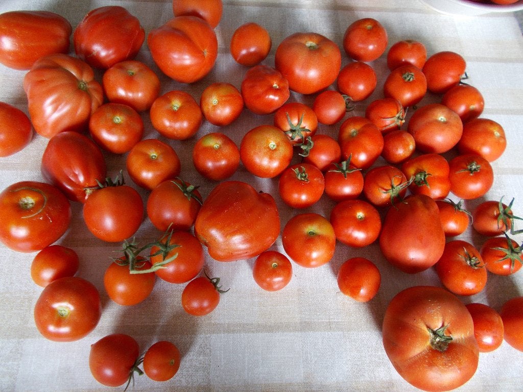 Tomates, haricots verts, pommes de terre, citrouilles, Enlèvement