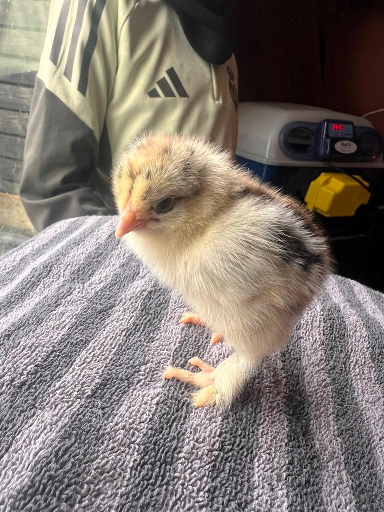 Poussin brahma, Sexe inconnu, Poule ou poulet