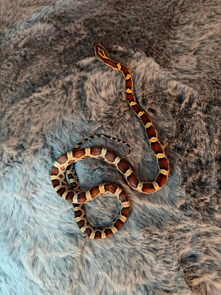 5 Korenslangen normal, Het Amelanistic Het Anerythristic., Dieren en Toebehoren, Reptielen en Amfibieën, Slang, Tam, 0 tot 2 jaar