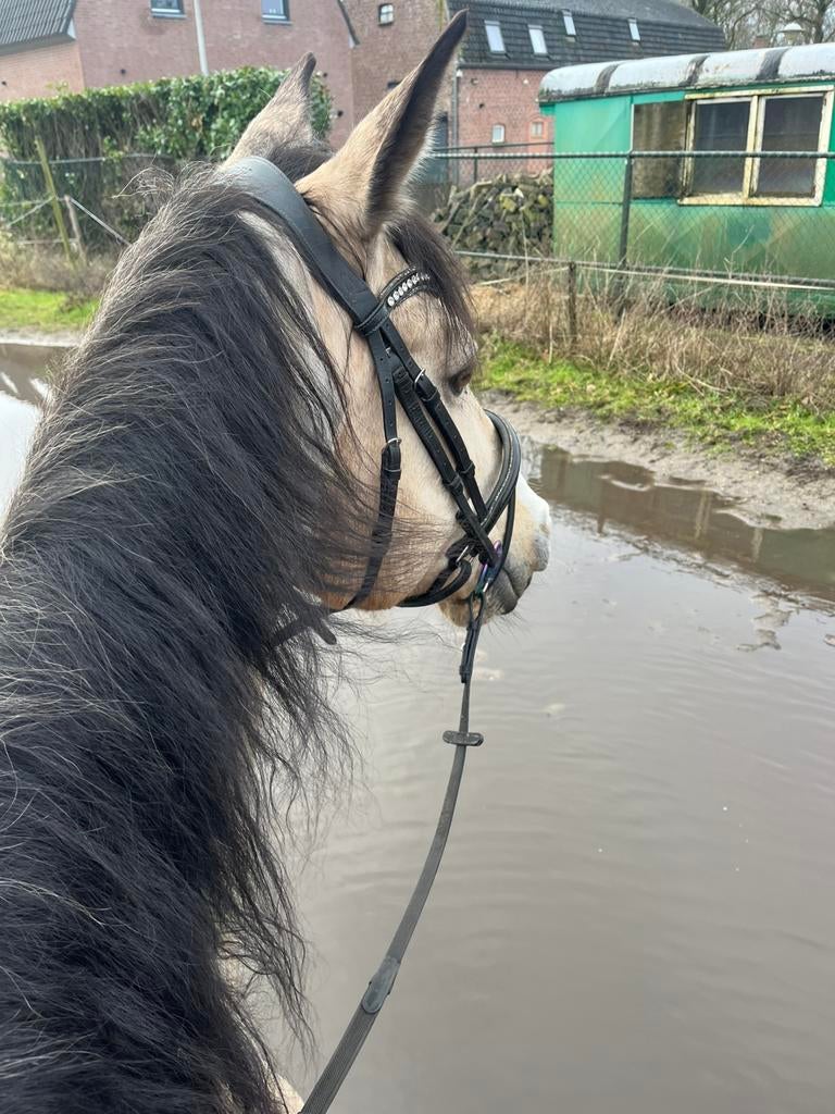 Pony/paardje GEZOCHT!, Animaux & Accessoires, Poneys, Jument