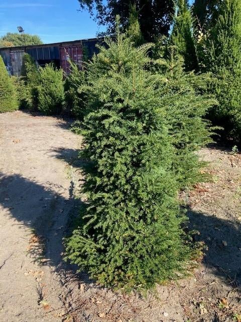 Overstock Taxus baccata 100/125, Ophalen, Taxus, Haag, 100 tot 250 cm