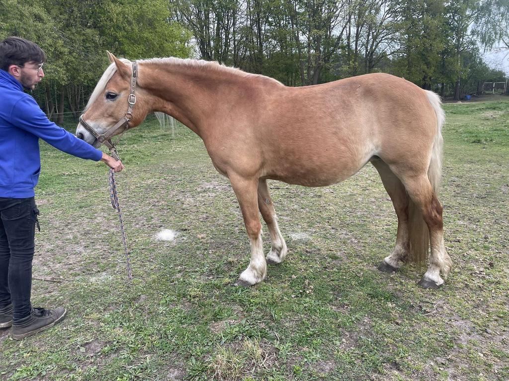 Haflinger, Merrie, Minder dan 160 cm, 7 tot 10 jaar, Met stamboom