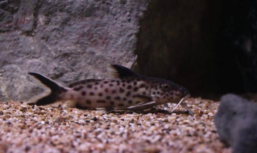 Synodontis Irsacae Nakweek, Dieren en Toebehoren, Vissen | Aquariumvissen, Vis, Zoetwatervis, Schoolvis