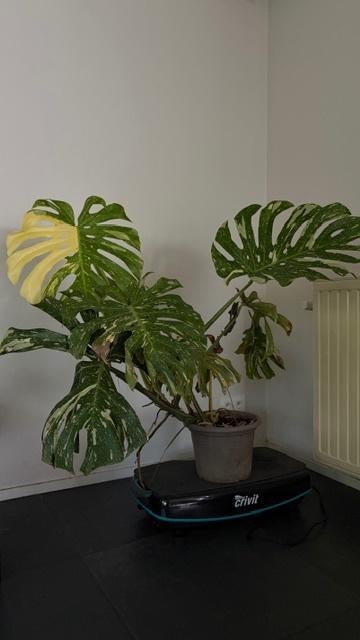 THAI MONSTERA, Huis en Inrichting, Ophalen, 100 tot 150 cm, Overige soorten, Halfschaduw