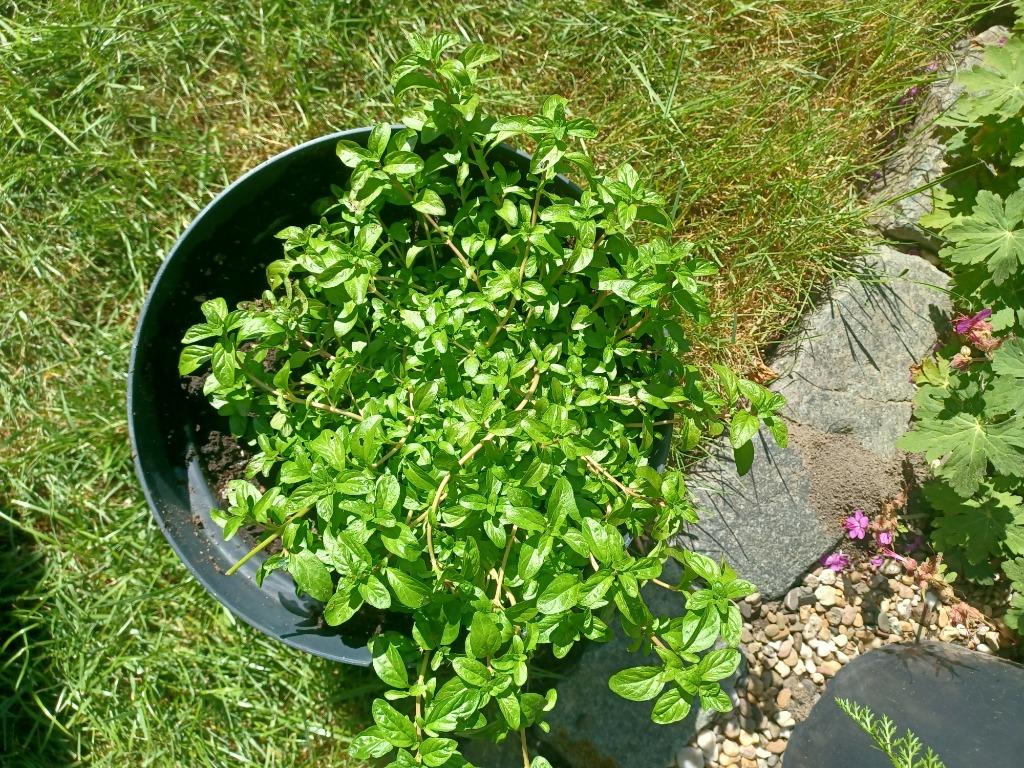 Polei (Mentha pulegium), Jardin & Terrasse, Plantes | Jardin, Enlèvement, Plante fixe, Herbes, Mi-ombre