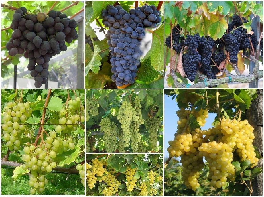 DRUIVENPLANTEN: Regent, Boskoop Glorie, Chasselas doré, ..., Volle zon, Vaste plant, Ophalen of Verzenden, Fruitplanten