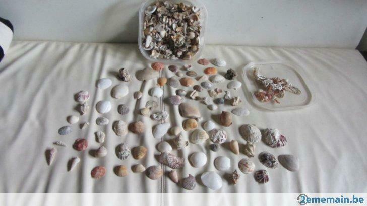coquillages divers, Verzenden