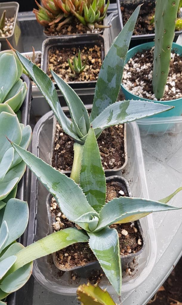 agave, Enlèvement ou Envoi