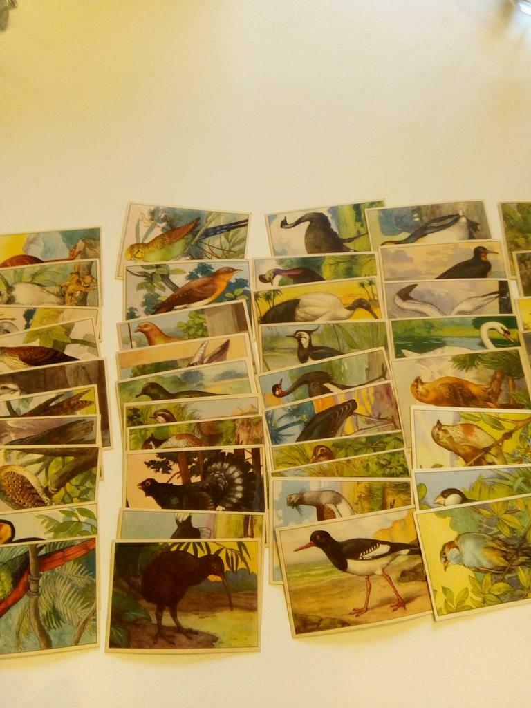 De vogels vincart en Verburgh 63, Ophalen of Verzenden