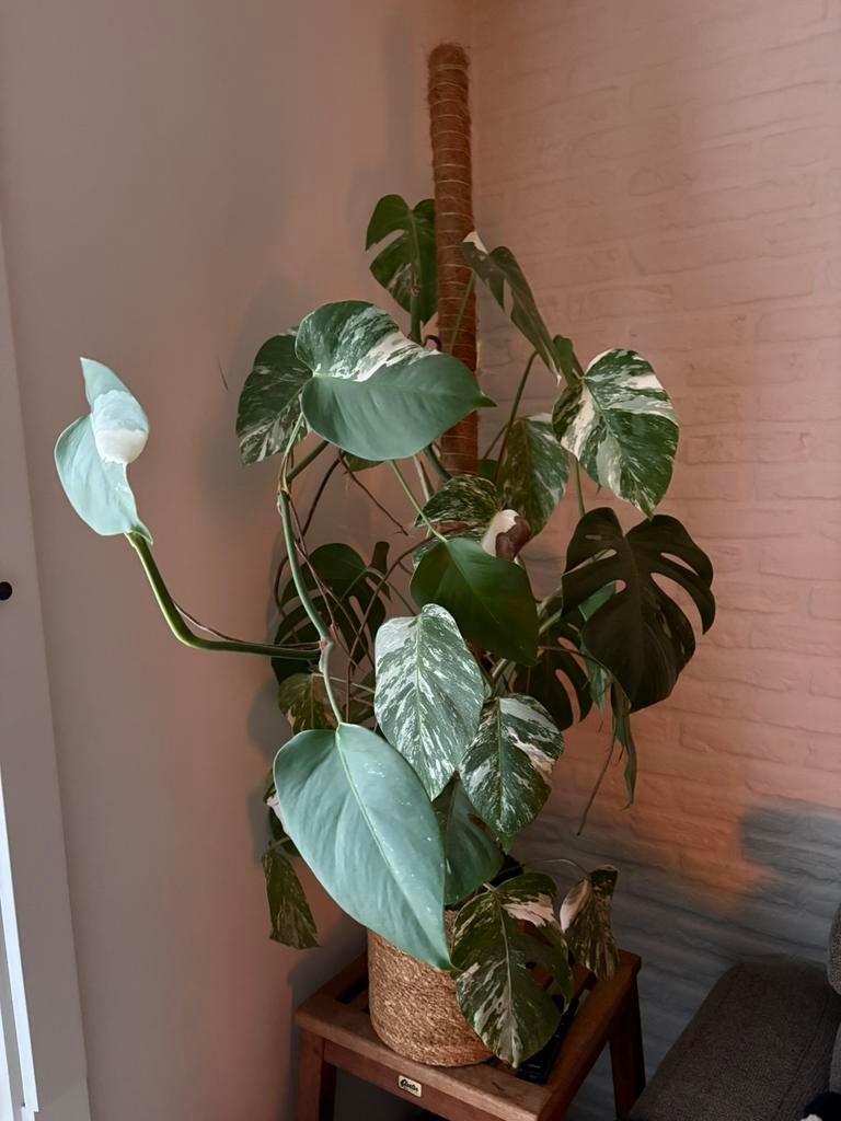 Monstera deliciosa Variegata, Ophalen, 100 tot 150 cm, Overige soorten, Halfschaduw