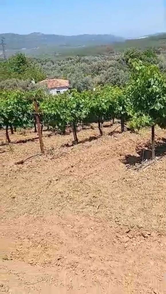 Kuşadası – Superbe Vignoble à Vendre, Eau et Électricité, Immo, Étranger, Ville, Kuşadası, Turquie, 3000 m²