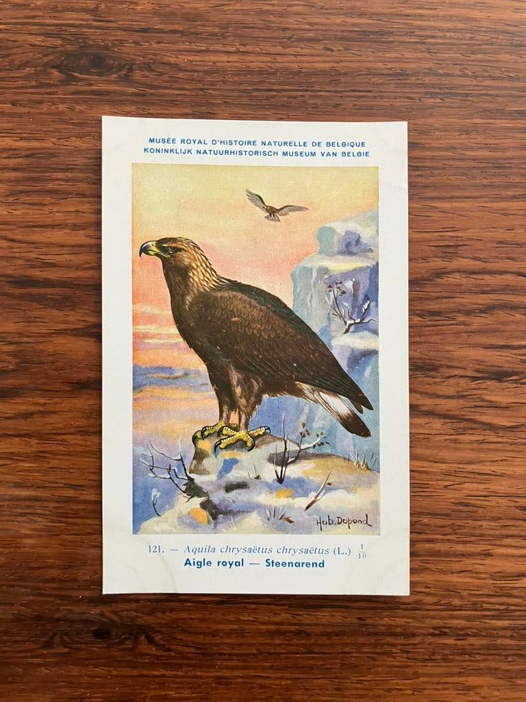 Vogels der Belgische Fauna Nr. 121 steenarend, Verzamelen, Postkaarten | Dieren, Ophalen of Verzenden, 1940 tot 1960, Ongelopen