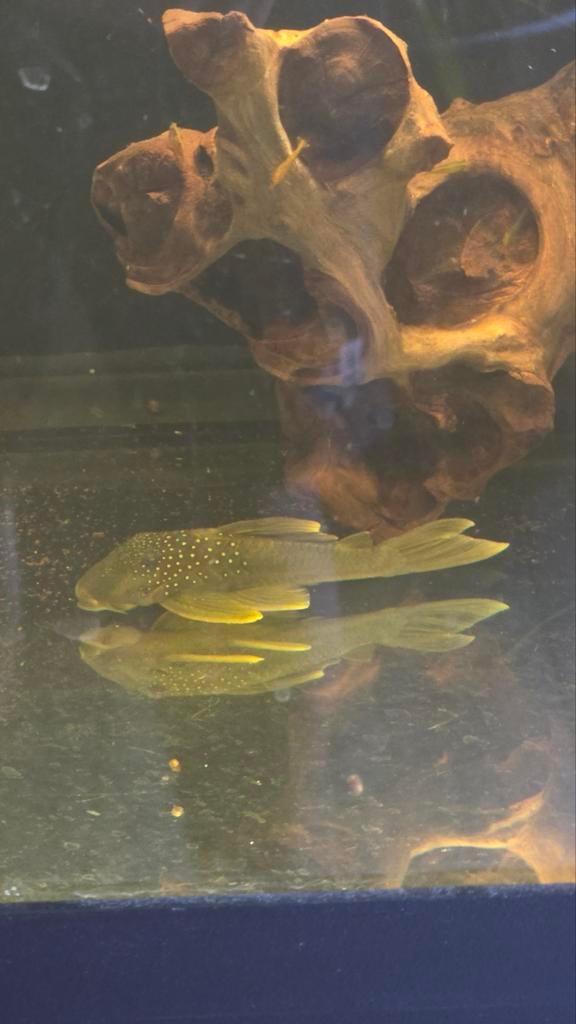 L200 green phantom pleco
